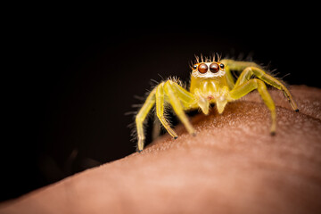 Close up a yellow jumping spider on human hand, macro shot, selective focus,Thailand.