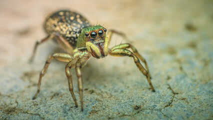 Close up a colorful jumping spider on cement floor, Selective focus, macro shot, Thailand.