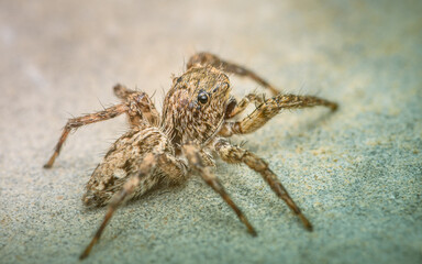Close up a  jumping spider on cement floor, Selective focus, macro shot, Thailand.