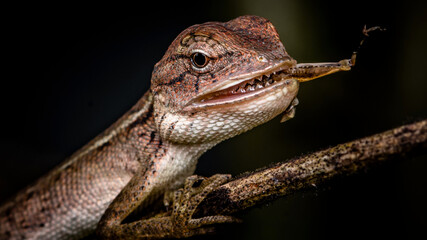 Macro shot of Chameleon eating insect on branch, Thailand, Natural background, Selective focus.