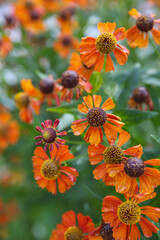 Blurred floral background. Wet flowers Helenium autumnale after the rain. 