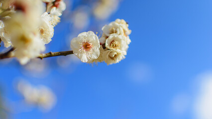 日本の風景、White plum blossoms in full bloom Plum blossoms and beautiful blue sky New Year's...