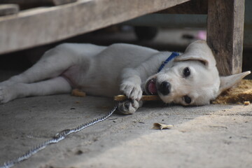 white puppy playing