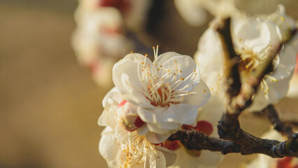 日本の風景、White plum blossoms in full bloom Plum blossoms and beautiful blue sky New Year's...