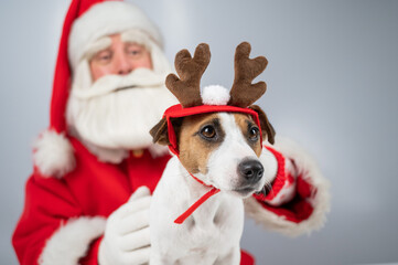 Portrait of santa claus and dog jack russell terrier in rudolf reindeer ears on a white background. 