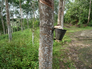rubber from the rubber tree