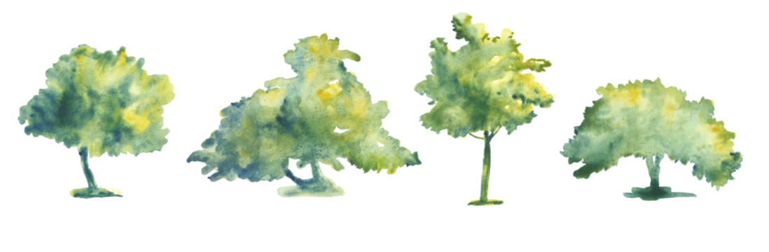 Set of hand drawn watercolor trees illustrations isolated on white. Collection of various hand painted plants