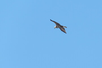 osprey is hunting a fish