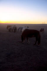 Przewalski's horse in the fields during sunset