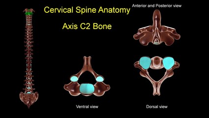 Cervical spine C 2 Axis bone anatomy for medical concept 3D Illustration