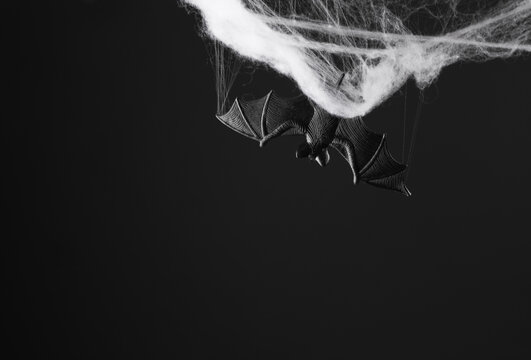 Spider web with decorative bat isolated on black background. Halloween background