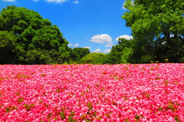 昭和記念公園に咲く満開の真っ赤な躑躅と緑の木々と青い空の風景1