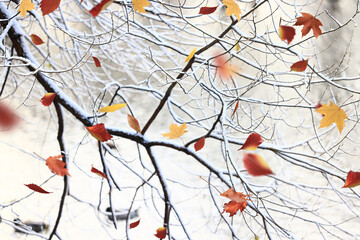 falling leaves snow autumn, winter season tree