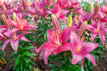 Pink lilies flowers in garden. Blooming lily with pink petal. Floral botanical background