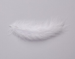 White soft feather on gray background