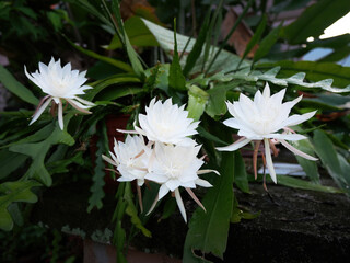 white bakawali flowers