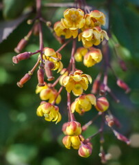 Barberry flowers close-up on a green background in summer
