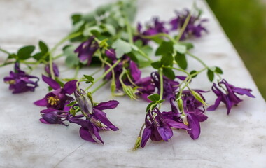 Flowers Catchment on the background of a gray table in summer