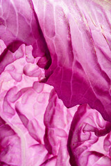 purple chinese cabbage on white background