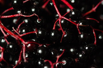Elderberry fruits on the dark background