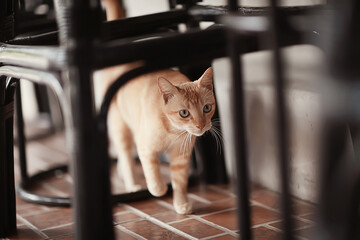 cat in a restaurant cafe street photography © kichigin19