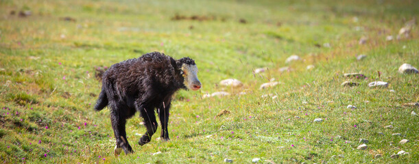A herd of yaks graze in the mountains. Himalayan big yak in a beautiful landscape. Hairy cow cattle wild animal in nature in Tibet. Sunny summer day in the wild. Farm animal in Nepal and Tibet.