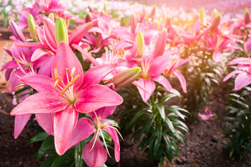 Pink lilies flowers in garden. Blooming lily with pink petal. Floral botanical background