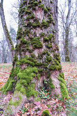 The trunk of a very old tree, the bark is covered with moss and lichens. Old tree in the park.