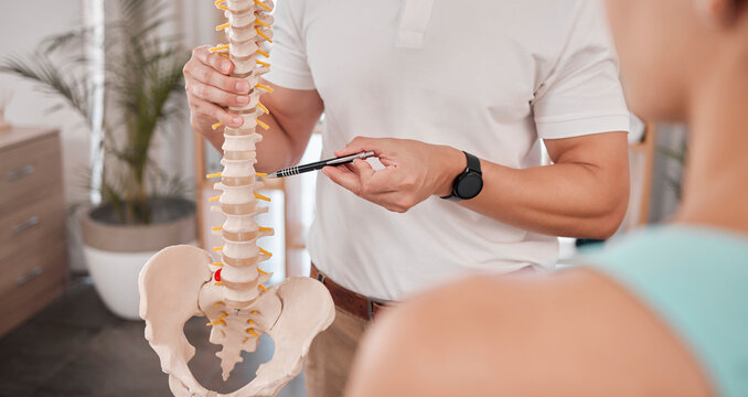 Spine model, healthcare and chiropractor with woman for consultation or treatment advice. Physiotherapy, wellness and doctor with patient and skeleton explaining cause of back pain, injury or problem - Powered by Adobe