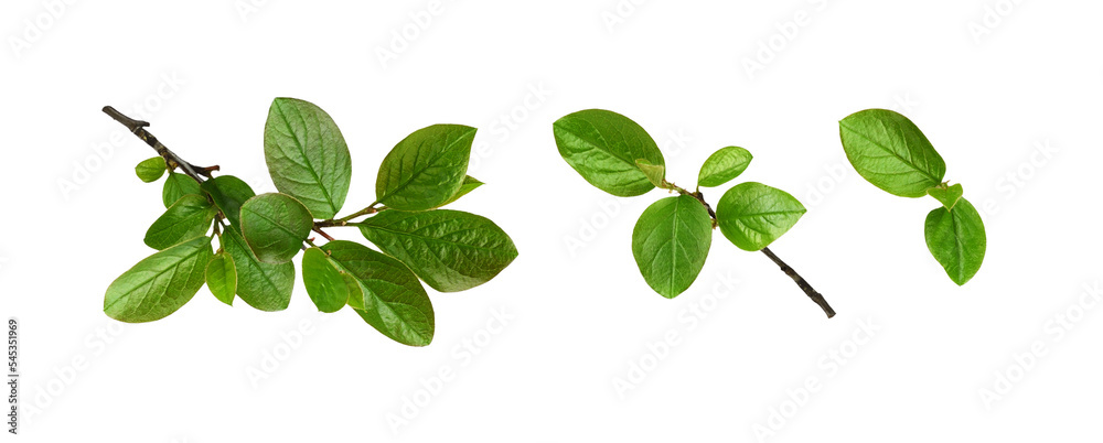 Wall mural twig with spring green leaves isolated on white or transparent background