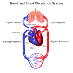 Human circulatory system and Blood circulation vevtor illustraion
