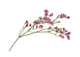 Twig of coral limonium flowers isolated on white or transparent background - Powered by Adobe