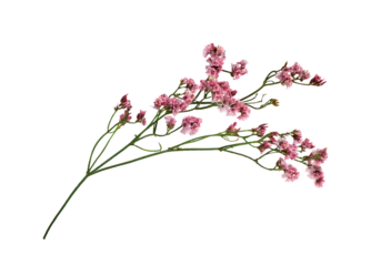  Twig of coral limonium flowers isolated on white or transparent background © Ortis