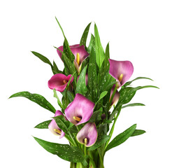 Bush with pink flowers and green leaves of Zantedeschia (calla) isolated on white or transparent background