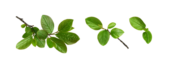 Twig with spring green leaves isolated on white or transparent background