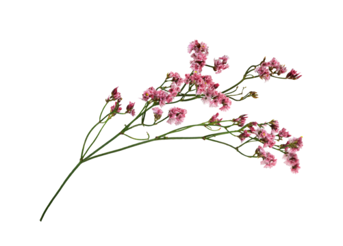 Twig of coral limonium flowers isolated on white or transparent background