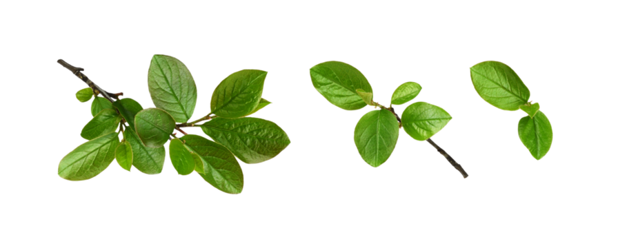 Twig with spring green leaves isolated on white or transparent background