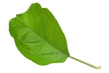 Apple tree leaf - 545352160