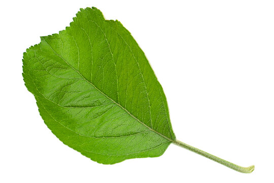 Apple tree leaf