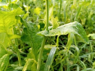 grass with dew drops