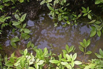 reflection  of leaves in the water 
