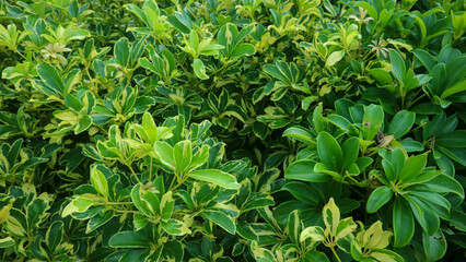 Fototapeta na wymiar beautiful Schefflera arboricola plant as a background