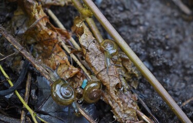 snail on a dead tree 