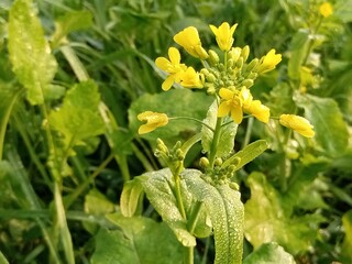 yellow flowers in the garden