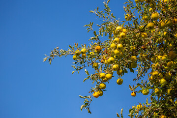 Harvest of apples on a plantation in the garden. Fruit trees with apples. Ripe fruits on the branches of a tree. Gardening in agriculture.