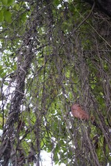 hanging branches 