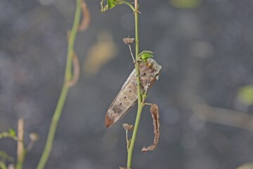 Naklejka premium indian brown moth 