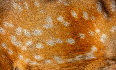 Fotobehang Sika deer fur close up. Red animal fur background, fur texture. Dappled deer. © Vera