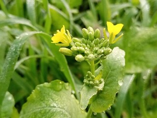 yellow flower with dew drops