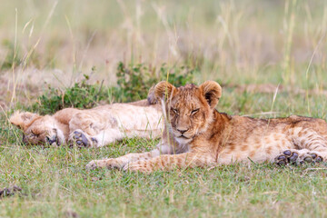 Sleeping Lion cubs on savannah